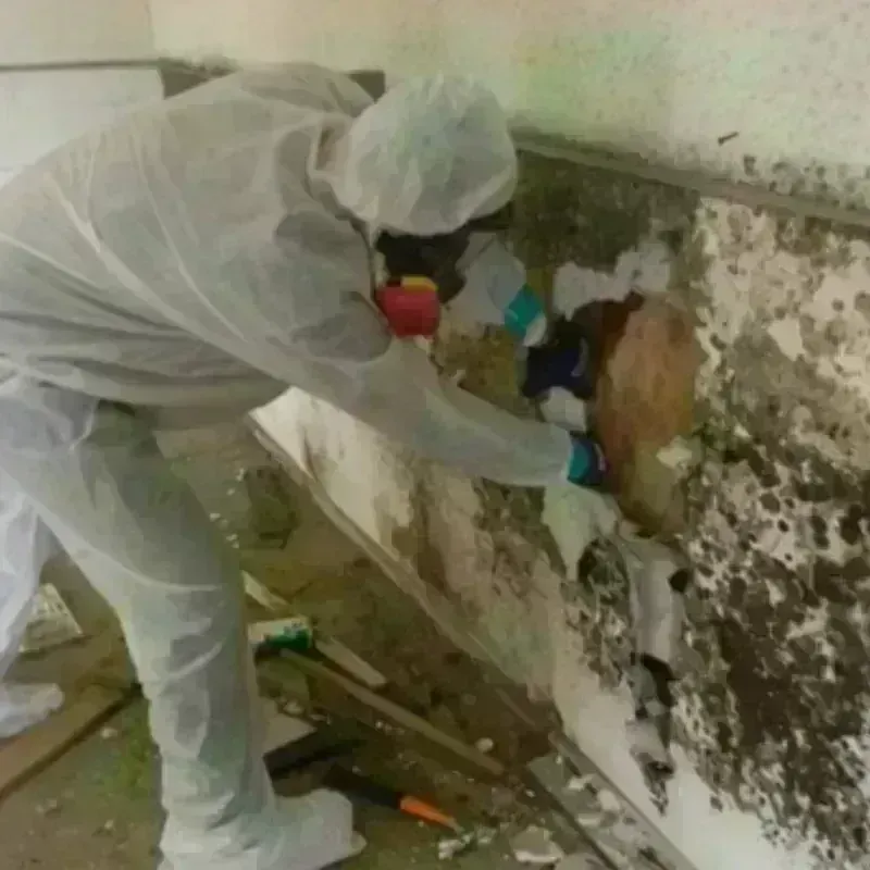 Mold Remediation and Removal in Prince William County, VA